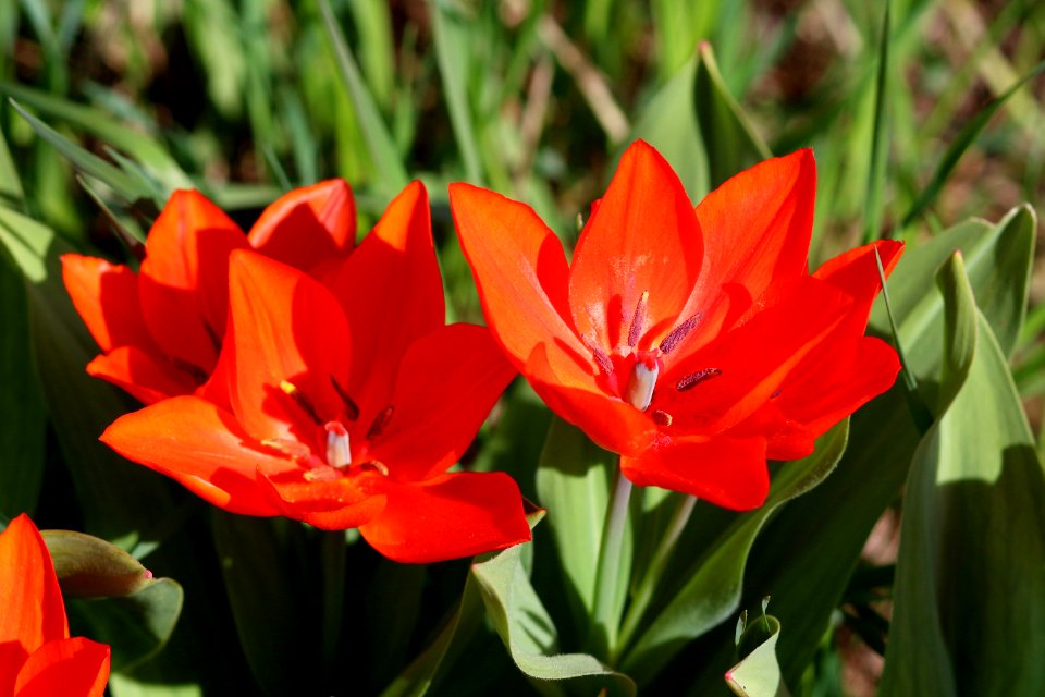 Tulipa 'Fusilier' 2016 09