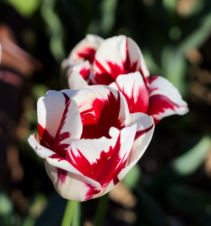 Tulipa 'Grand Perfection' 2017 06