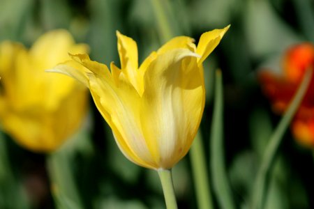 Tulipa 'Hocus Pocus' 2016 01