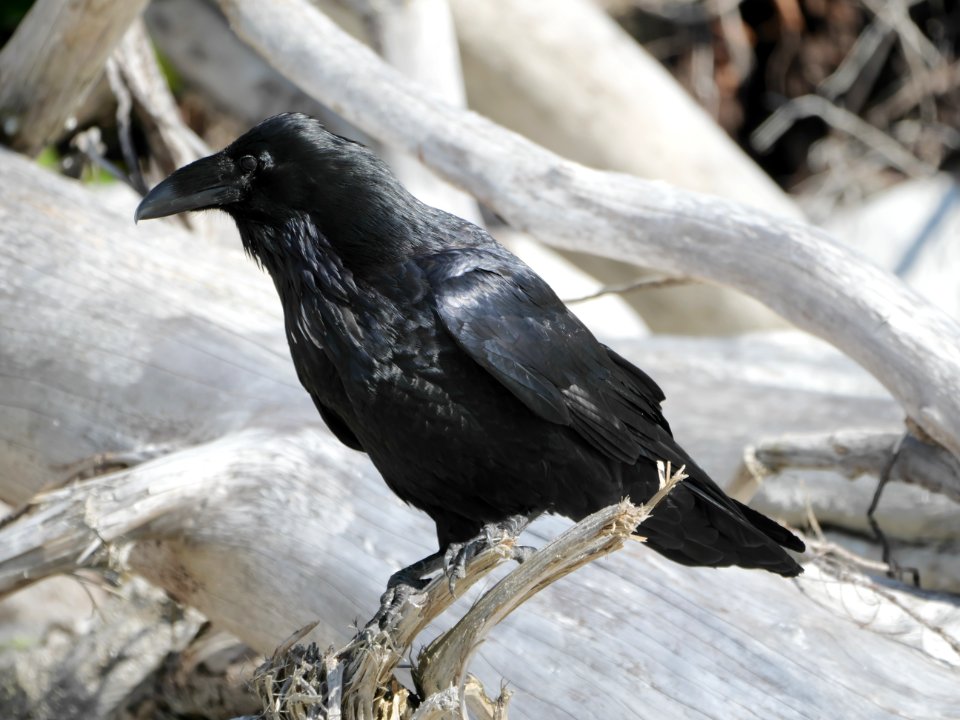 Tofino.Corvus.corax.principalis.P1034048