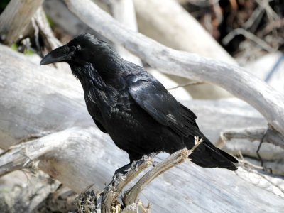 Tofino.Corvus.corax.principalis.P1034048 photo