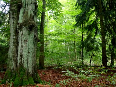 Todtenrode Wald photo