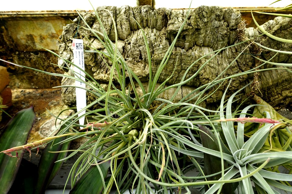 Tillandsia paleacea - Lyman Plant House, Smith College - DSC01960
