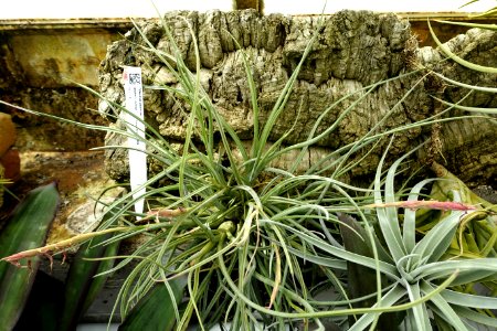 Tillandsia paleacea - Lyman Plant House, Smith College - DSC01960