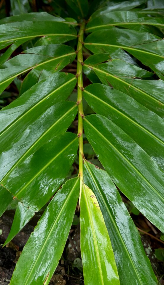 Shiny rainforest rain