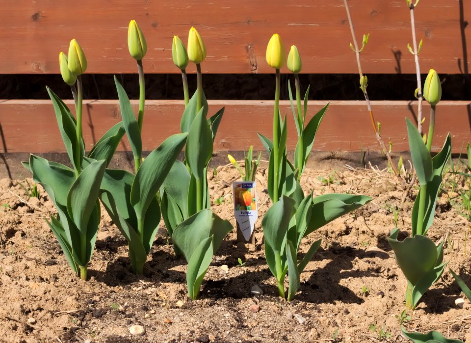 Tulipa 'Blushing Apeldoorn' 2015 01