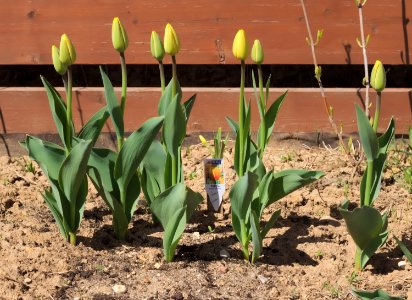 Tulipa 'Blushing Apeldoorn' 2015 01