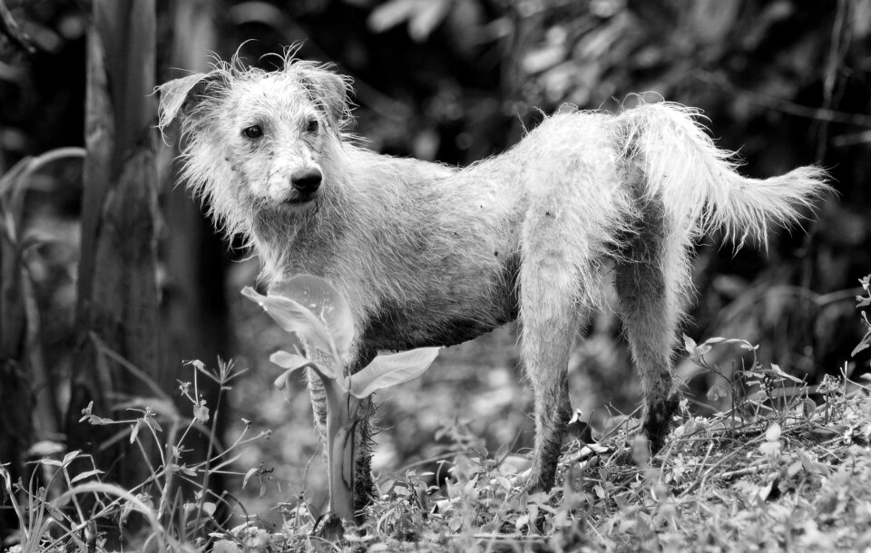 Dog pet black and white