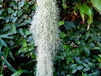 Tillandsia usnoides