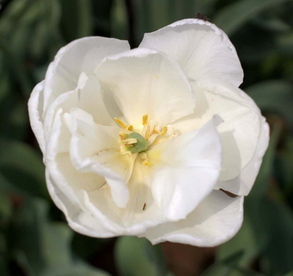 Tulipa 'Mondial' 2015 05