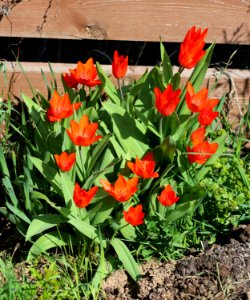 Tulipa 'Fusilier' 2016 03