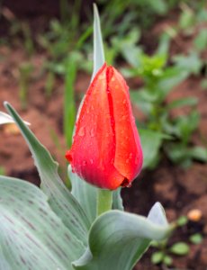 Tulipa 'Giant Orange Sunset' 2015 01