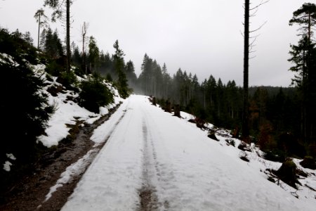 Track in Black Forest National Park Baiersbronn 2020-03-11 03