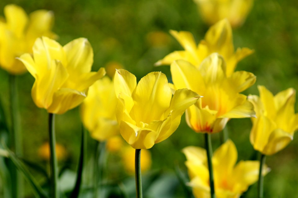 Tulipa 'Hocus Pocus' 2016 05