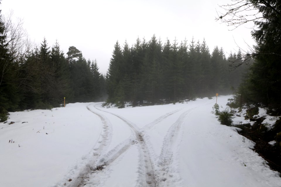 Track in Black Forest National Park Baiersbronn 2020-03-11 18