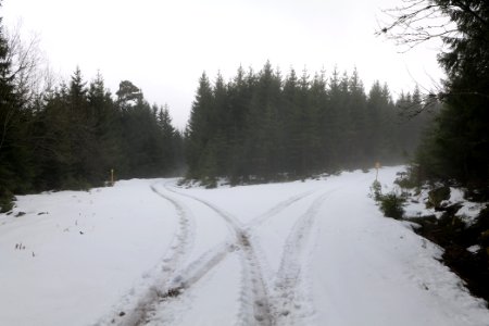 Track in Black Forest National Park Baiersbronn 2020-03-11 18