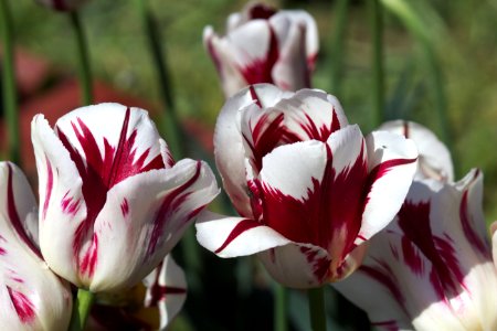 Tulipa 'Grand Perfection' 2017 04 photo