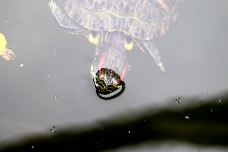 Trachemys scripta elegans IMG 7477-2