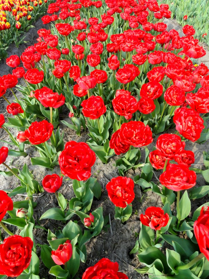 Tulpevelden in Nederland in 2014, foto 3