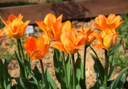 Tulipa 'Orange Breeze' 2015 08