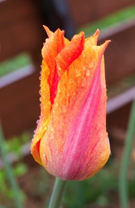 Tulipa 'El Nino' 2015 01 photo