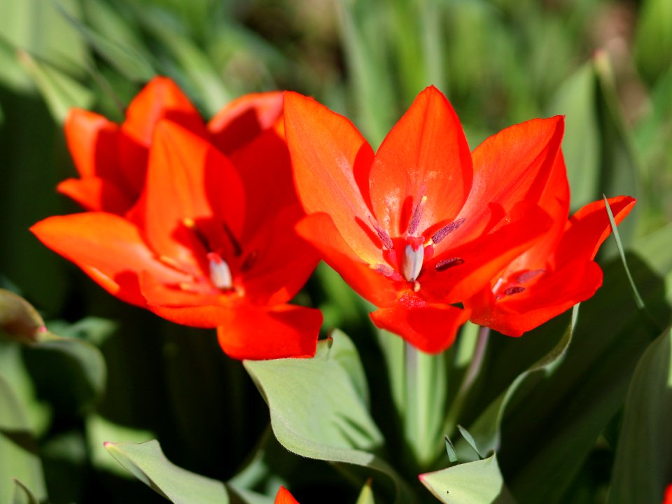 Tulipa 'Fusilier' 2016 08