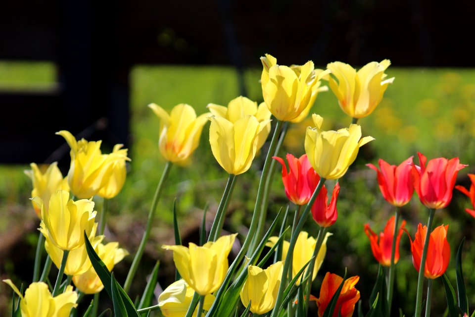 Tulipa 'Hocus Pocus' 'Temple of Beauty' 2016 01