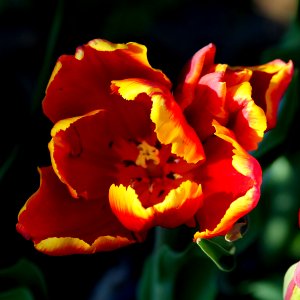 Tulipa 'Bright Parrot' 2016 02
