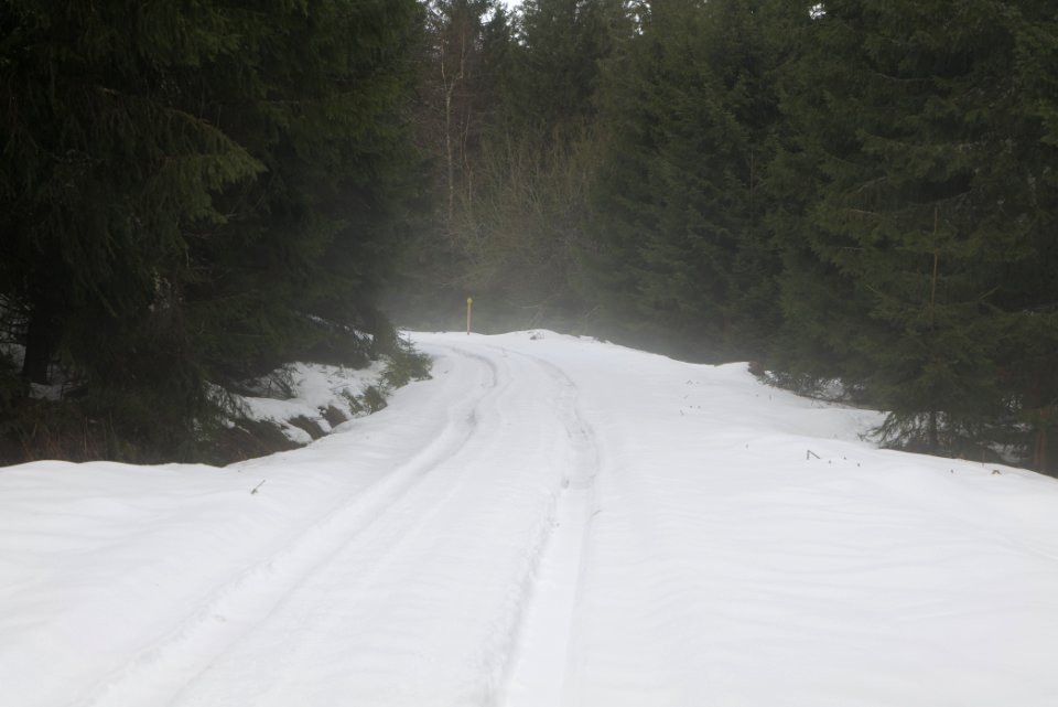 Track in Black Forest National Park Baiersbronn 2020-03-11 17