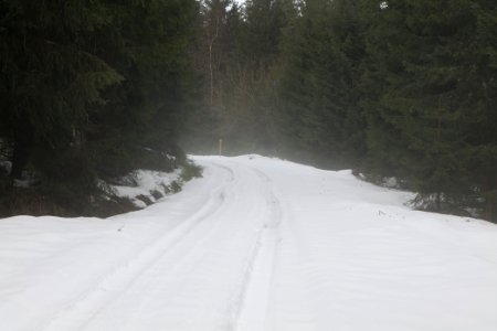 Track in Black Forest National Park Baiersbronn 2020-03-11 17