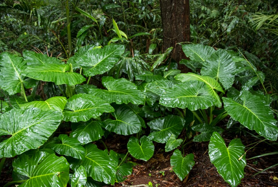 Leaf green rain forest