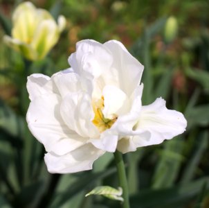 Tulipa 'Mondial' 2015 04