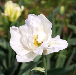 Tulipa 'Mondial' 2015 04 photo