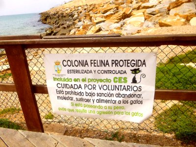 Torrevieja - Colonia felina protegida 1 photo