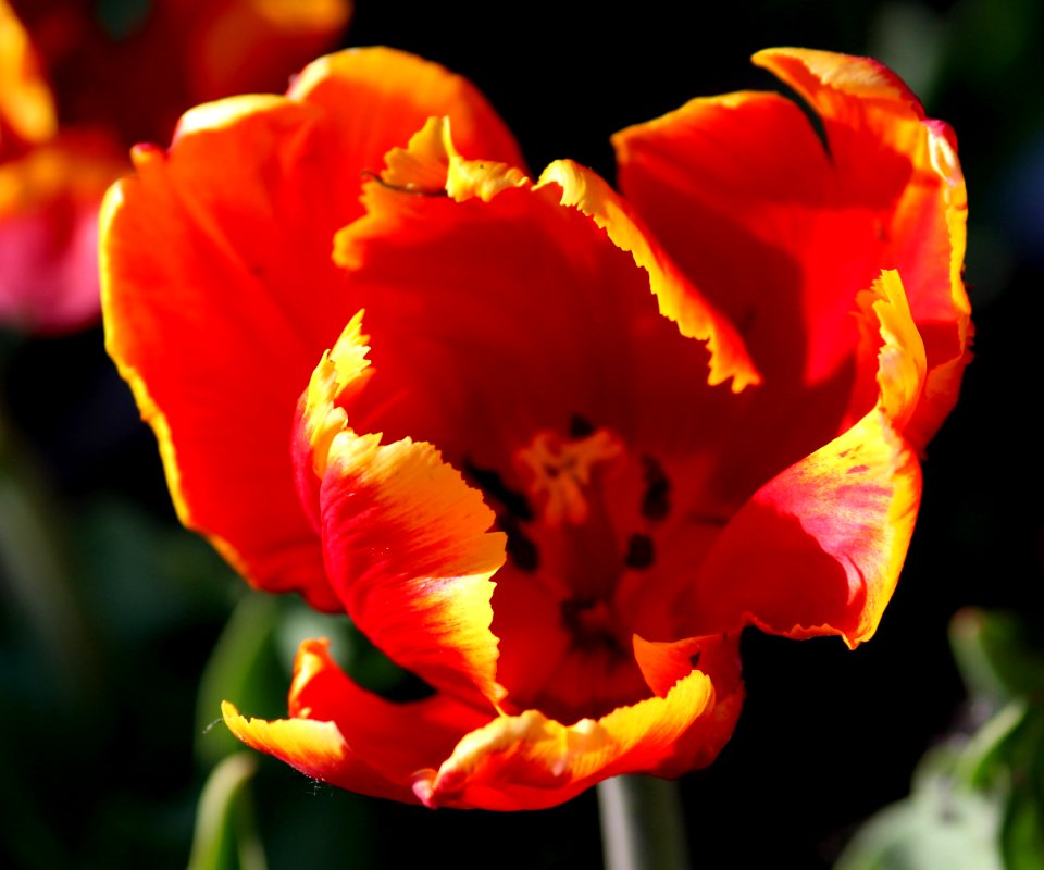 Tulipa 'Bright Parrot' 2016 03