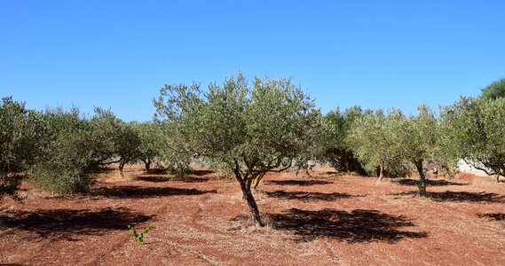 Agriculture olive grove nature photo