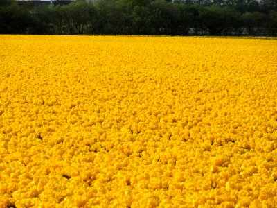 Tulpevelden in Nederland in 2014, foto30 photo