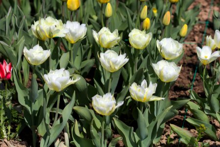 Tulipa 'Exotic Emperor' 2017 02