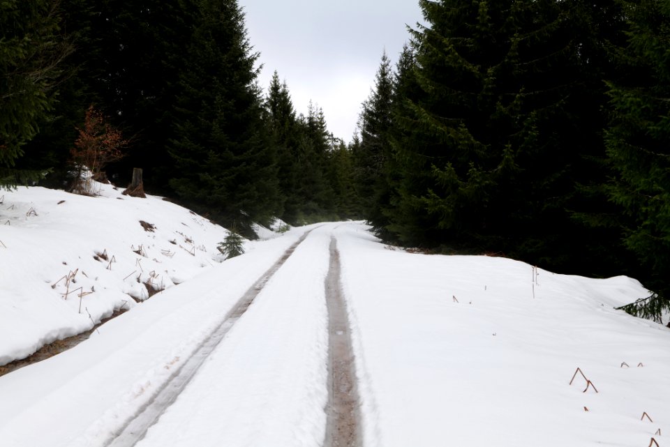 Track in Black Forest National Park Baiersbronn 2020-03-11 29