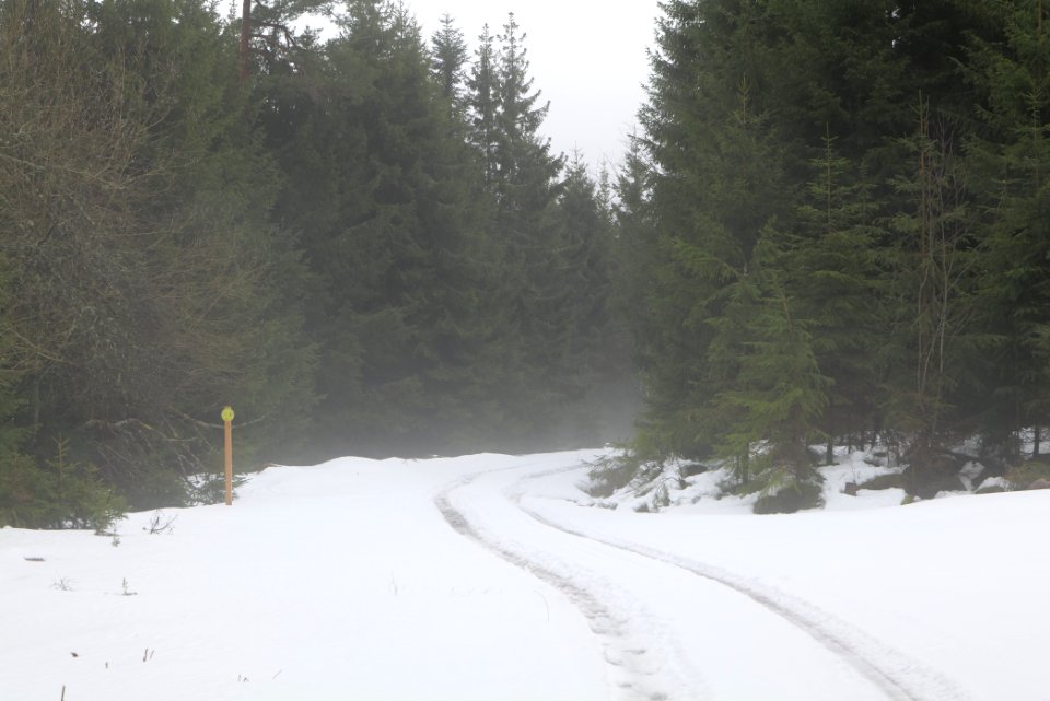 Track in Black Forest National Park Baiersbronn 2020-03-11 21