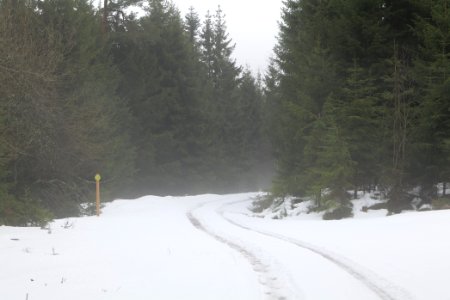 Track in Black Forest National Park Baiersbronn 2020-03-11 21