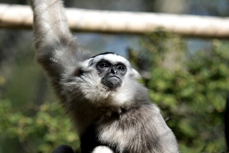 Mammal monkey zoo