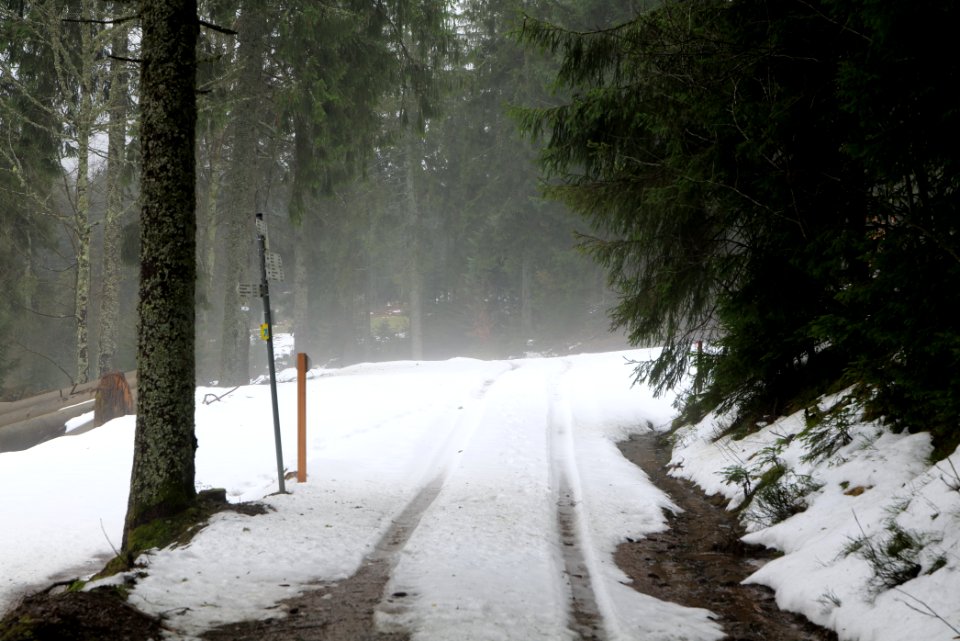 Track in Black Forest National Park Baiersbronn 2020-03-11 01