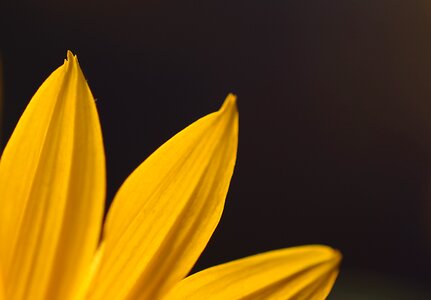 Yellow triple black background