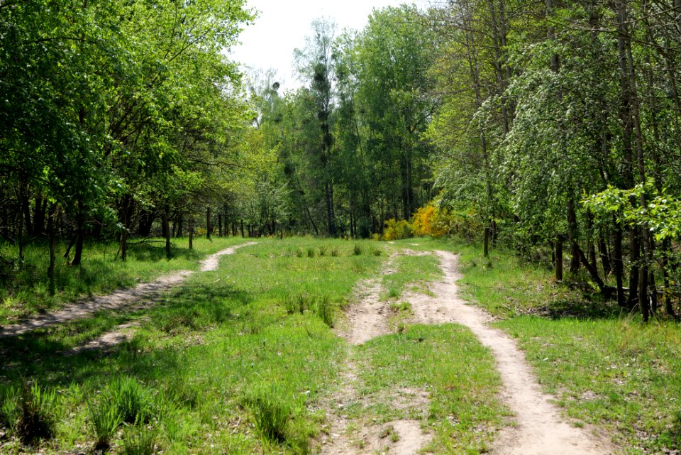 Track in Döberitzer Heide 2020-05-08 27
