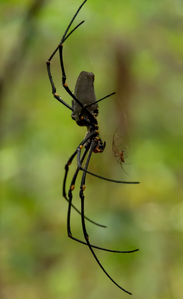 Golden orb weaver nephilia pilipes female