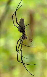 Golden orb weaver nephilia pilipes female