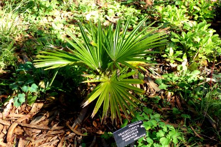 Trachycarpus martianus - San Francisco Botanical Garden - DSC09830