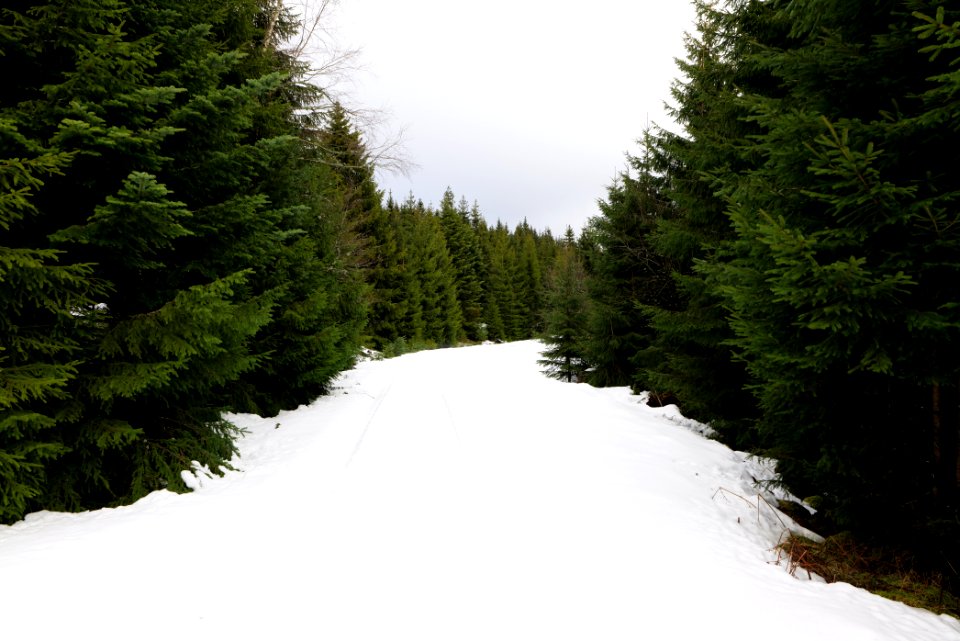 Track in Black Forest National Park Baiersbronn 2020-03-11 30
