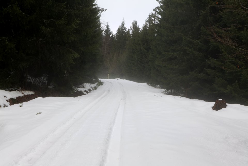 Track in Black Forest National Park Baiersbronn 2020-03-11 16